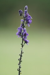 Blauer Eisenhut in voller Blüte, Aconitum napellus