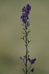 Blauer Eisenhut in früher Blüte, Aconitum napellus