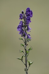 Blauer Eisenhut in voller Blüte, Aconitum napellus