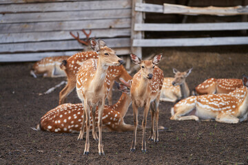 A group of graceful spotted deer at a wildlife reintroduction farm.