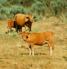 Naklejka na ściany i meble Group of grazing cows in a field