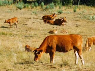 Group of grazing cows in a field