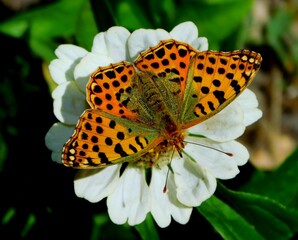 Colorful Butterfly Resting on Pink Flower Petal