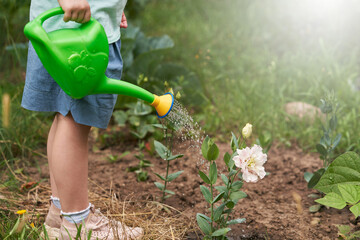 Fototapeta premium A child (fragment) watering flowers in the garden with a child's watering can.