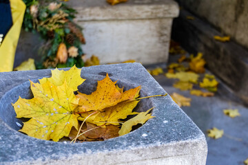 Fallen yellow autumn maple leaves