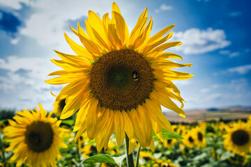 Fototapeta premium Sunflower in the field. Bee on the flower.
