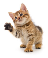 Obraz premium Kitten on white background.