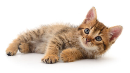 Small brown kitten.