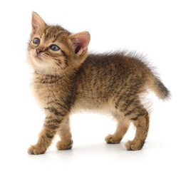 Kitten on white background.