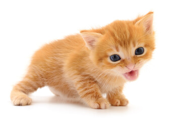 Obraz premium Kitten on white background.