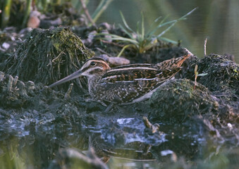 Snipe walks near the lake