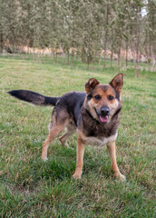 Energetic German Shepherd Enjoying Playtime in Dog Shelter. This heartwarming stock photo encapsulates the essence of hope and resilience and the transformative power of love and care.