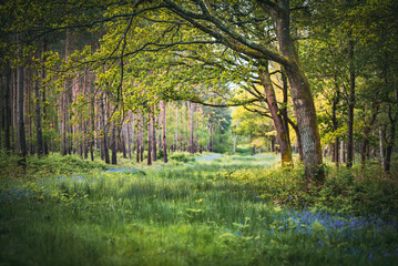 Bluebells in a field in sunny weather on a quiet evening, West Sussex, UK