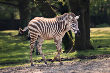 Young zebra walking on sand with green grass and trees in the background. Happy zebra. 