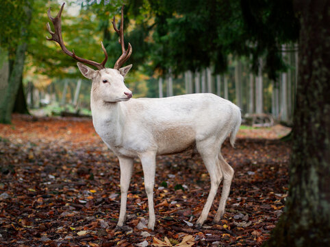 Rare white fallow deer (dama dama) standing in a fall forest with fallen leaves in autumn colors. Photo taken in wildpark Wildenburg in Germany. 