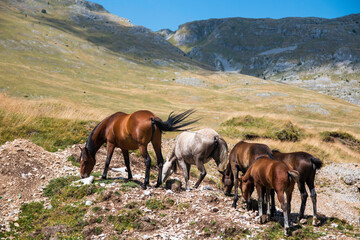 Free wild horses grazing on the Bjelašnica mountain