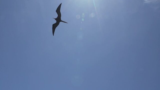 Magnificent frigatebird, Fregata magnificens, is a big black seabird with a characteristic red gular sac, Frigate bird soaring in the clear blue sky over the coastline of the pacific ocean of the Gala
