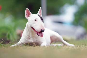 Adorable white with a brown patch Bull Terrier dog posing outdoors lying down on a green grass in...