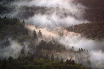 Fog rises after a summer rain shower in the northern Black Forest and creates a dreamlike atmosphere - obrazy, fototapety, plakaty