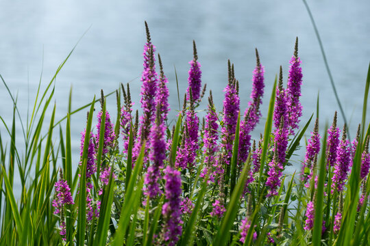 Lythrum salicaria or purple loosestrife (considered an invasive plant in some areas) grows by a pond in the park