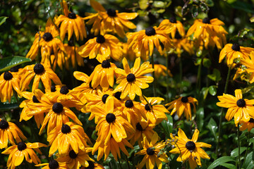 classic rudbeckia flowers getting a good watering in the morning sunlight in summer