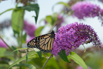 Buddleja davidii with butterfly close-up