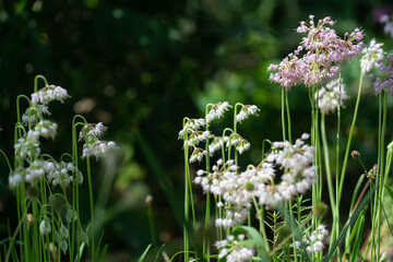 allium like flowers with straight and curved flower stems and delicate flowers on a dark background close-up