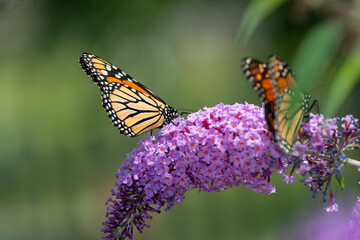 Buddleja davidii with butterflies on green background