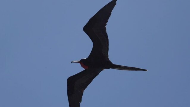 Magnificent frigatebird, Fregata magnificens, is a big black seabird with a characteristic red gular sac, Frigate bird soaring in the clear blue sky over the coastline of the pacific ocean of the Gala