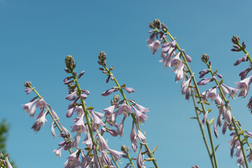 hosta flower spikes on a blue sky