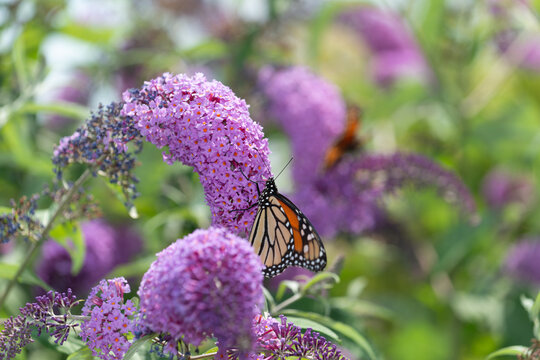 monarch butterfly gathering nectar from a Buddleja davidii or butterfly bush