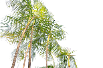 Fototapeta premium tropical palm tree with leaves and branches on a transparent background