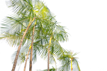 tropical palm tree with leaves and branches on a transparent background