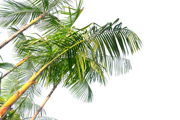 Obraz premium tropical palm tree with leaves and branches on a transparent background
