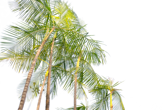 tropical palm tree with leaves and branches on a transparent background