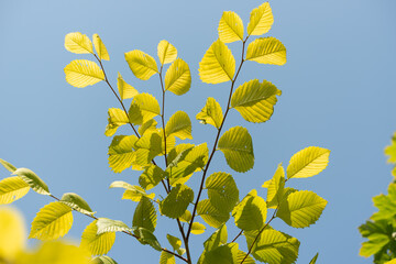 yellow green leaves backlit by the sun on a blue sky