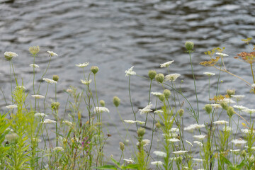 Daucus carota also known as Queen Anne's lace growing by the edge of the river