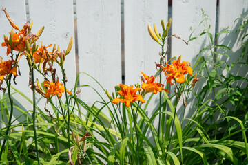 Hemerocallis fulva or orange lilies growing by a white picket fence in summer