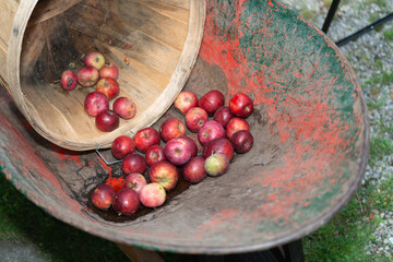 varieties of organic apples in an old gardening wheelbarrow and bushel basket