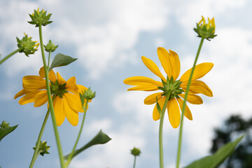 yellow flowers on a cloudy blue sky in summer