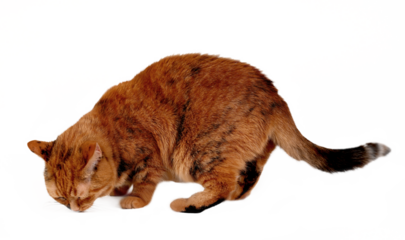 Cute brown, tabby British Shorthair Cat, seen from the side, sniffing on the ground, isolated,