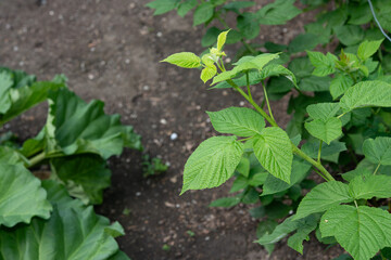 plants in a garden (rhubarb leaves, left - new raspberry shoot, right) 