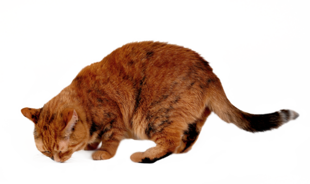 Cute brown, tabby British Shorthair Cat, seen from the side, sniffing on the ground, isolated,