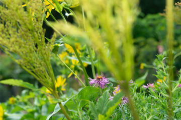 late blooming Symphyotrichum novi-belgii aster viewed through floral seed heads and other yellow flowers