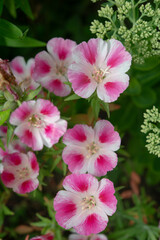 beautiful pink and white nearly striped flower bells in varied delicate light