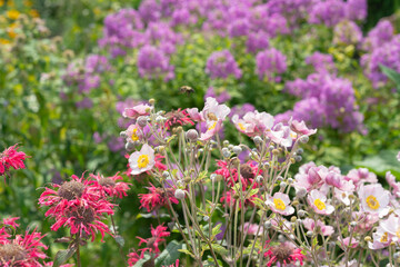 Obraz premium red monarda, pink anemone, and purple phlox in a summer flower garden