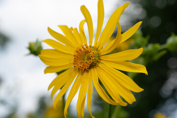 close-up flower (Silphium perfoliatum) of the 