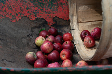 varieties of organic apples in an old gardening wheelbarrow and bushel basket