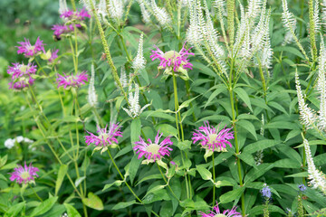pink bee balm or moranda and white flowers on short spikes in the garden