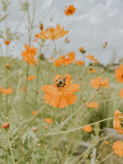 Bee in the Cosmos